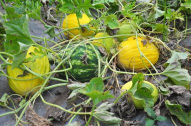 Melon grows in open organic soil
