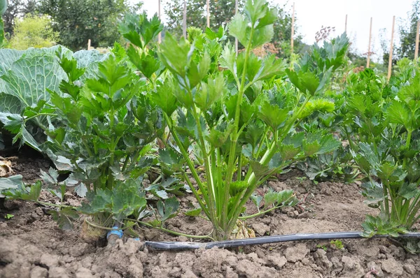 Celery grows in soil with drip irrigation — Stock Photo, Image