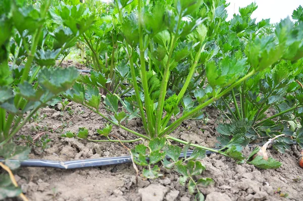 Celery grows in soil with drip irrigation — Stock Photo, Image