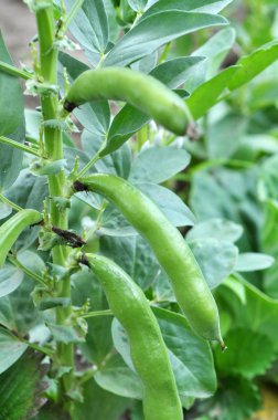 Fasulye sapının üzerinde olgunlaşmış tohumlar vardır.