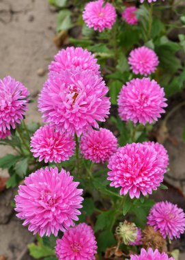 Çiçek tarlaları büyür.