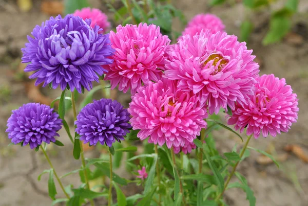 Çiçek tarlaları büyür.