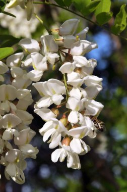 Beyaz akasya doğada çiçek açar.