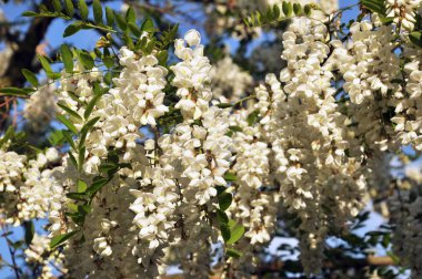 Beyaz akasya doğada çiçek açar.