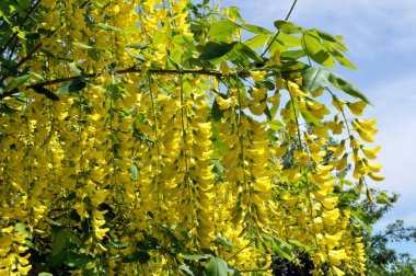 Akasya çiçeği sarıdır (Caragana arborescens)