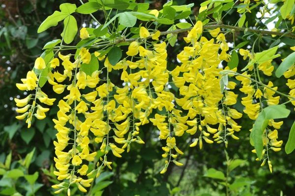 Acacia blossom is yellow (Caragana arborescens) — Stock Photo, Image