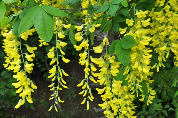 Acacia blossom is yellow (Caragana arborescens) — Stock Photo, Image