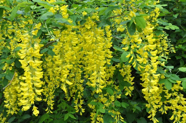 Acacia blossom is yellow (Caragana arborescens) — Stock Photo, Image