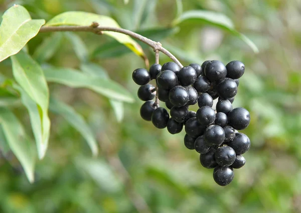 Berries are ripe on ordinary privet (ligustrum vulgare). — Stock Photo, Image