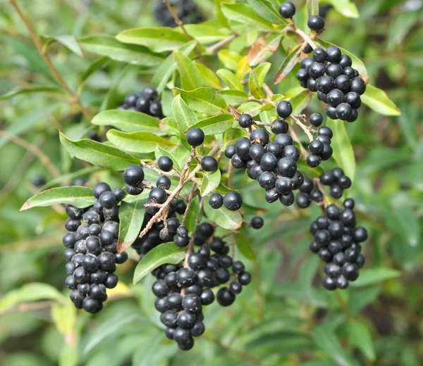 Bagas maduras em privet comum (ligustrum vulgare ). — Fotografia de Stock