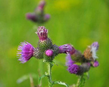 In the meadow among herbs blooms thistle (Carduus) .