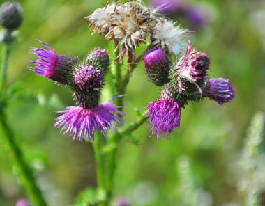 In the meadow among herbs blooms thistle (Carduus) .
