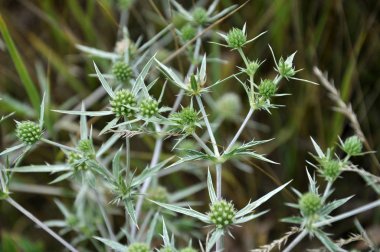 Doğada devedikeni Eryngium kampında yetişir.