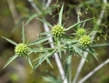 Doğada devedikeni Eryngium kampında yetişir.