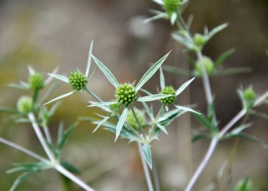 Doğada devedikeni Eryngium kampında yetişir.