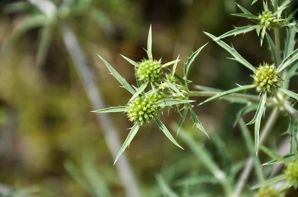 自然の中で、アザミはEryngium campestreを成長させます — ストック写真