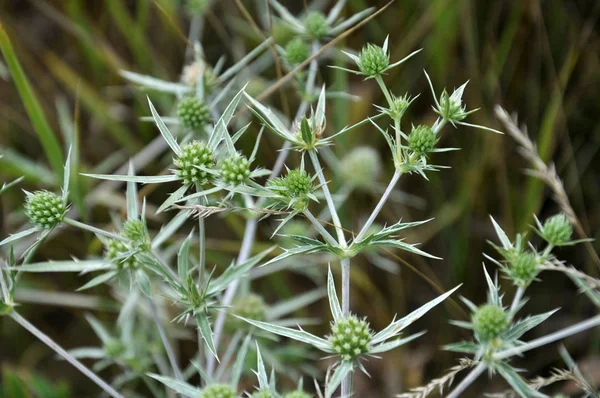 In nature, thistle grows Eryngium campestre — Stock Photo, Image