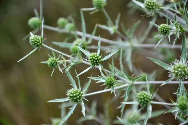 In der Natur wächst Distel eryngium campestre — Stockfoto
