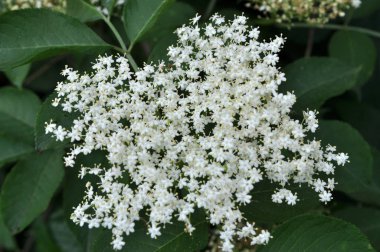 Doğada daha yaşlı çiçek açar..