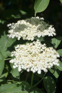 Doğada daha yaşlı çiçek açar..