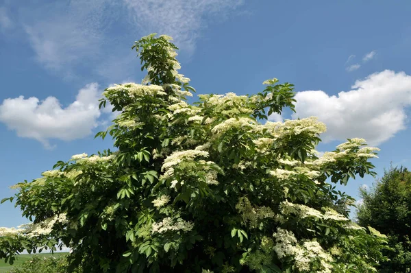 In de natuur bloeit vlier. — Stockfoto