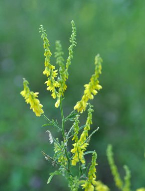 Melilot officinalis (Melilotus officinalis) doğada çiçek açar