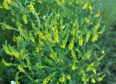 Melilot officinalis (Melilotus officinalis) doğada çiçek açar