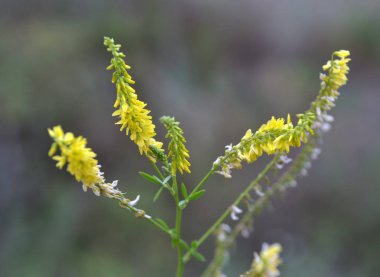 Melilot officinalis (Melilotus officinalis) doğada çiçek açar