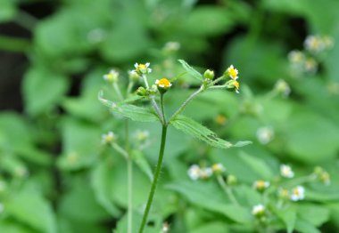 Tarlada galinsoga parviflora çiçeği açar.
