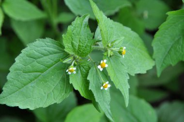 Tarlada galinsoga parviflora çiçeği açar.