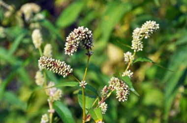 Tarlada Persicaria lapathifolia otları yetişir.
