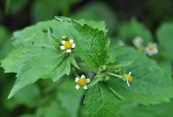 A mezőn virágzik galinsoga parviflora — Stock Fotó