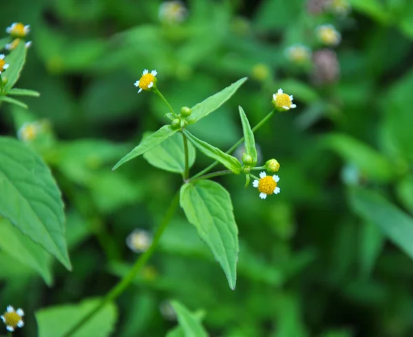 В поле он цветет galinsoga parviflora — стоковое фото