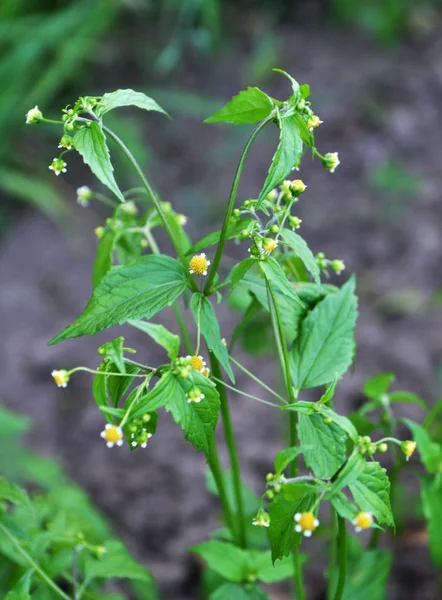 Na polu kwitnie galinsoga parviflora — Zdjęcie stockowe