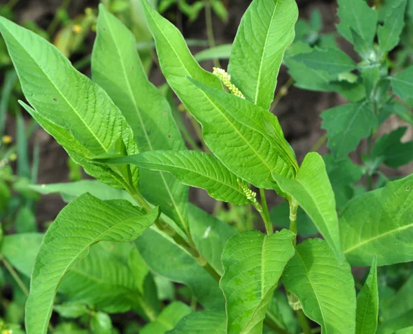 Weeds of Persicaria lapathifolia grow in the field — Stock Photo, Image