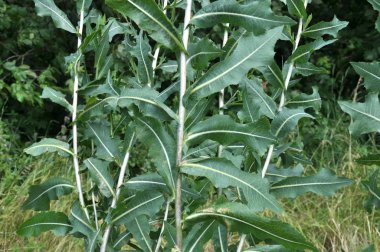 Bu doğada Lactuca serriola yetişir