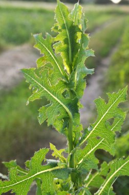 Bu doğada Lactuca serriola yetişir