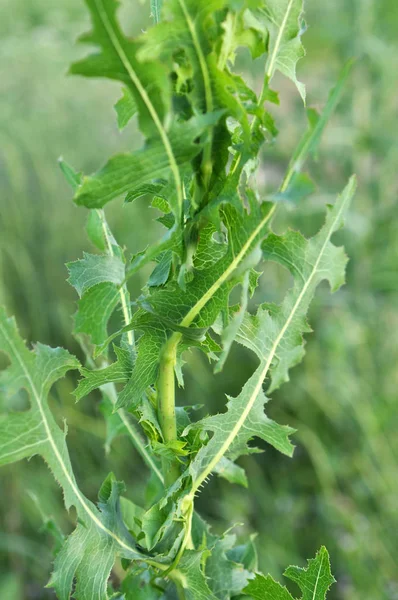 Crece en la naturaleza Lactuca serriola — Foto de Stock