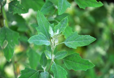 Doğada kinoa yetişir (Chenopodium)