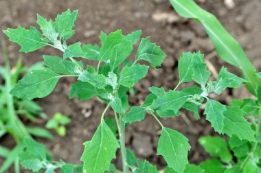 Doğada kinoa yetişir (Chenopodium)