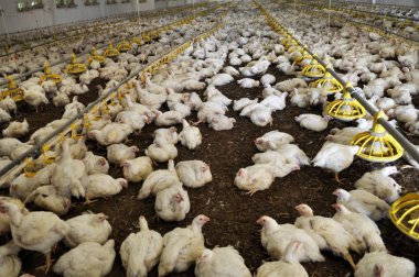 Büyüyen broiler tavuk çiftliği