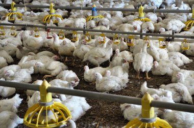 Büyüyen broiler tavuk çiftliği