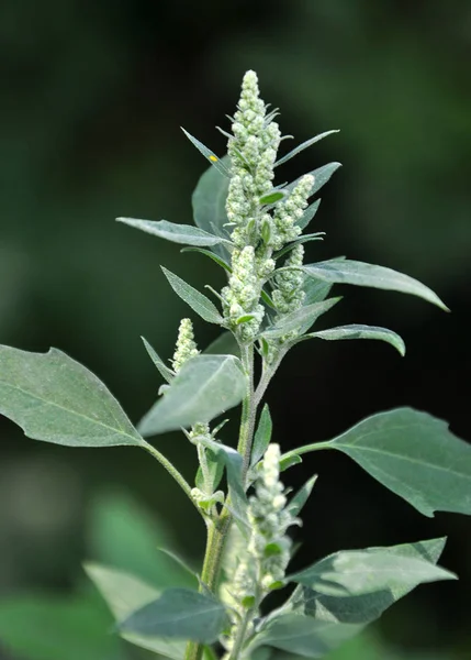 En la naturaleza, la quinua crece (Chenopodium ) — Foto de Stock