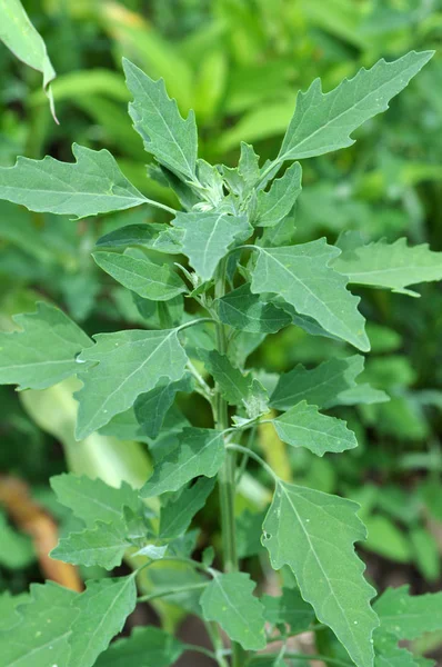 自然界では、キノアが成長します(Chenopodium) — ストック写真