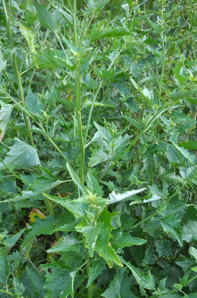 O jardim cresce hortensis Atriplex — Fotografia de Stock