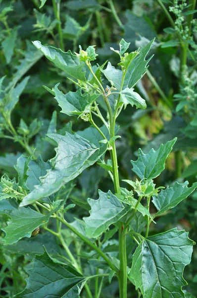 The garden grows Atriplex hortensis — ストック写真