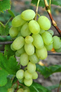 Üzüm çalı dalı üzerinde olgunlaşır