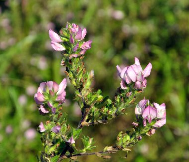 Doğada, Ononis arvensis çayırda çiçek açar.