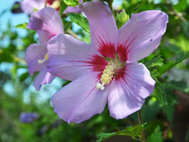 Hibiscus çalısı doğada çiçek açar.