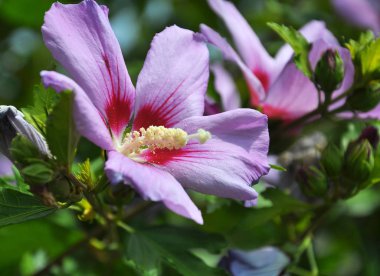 Hibiscus çalısı doğada çiçek açar.